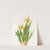 Glacierlily. (Erythronium grandiflorum) (1925) by Mary Vaux Walcott