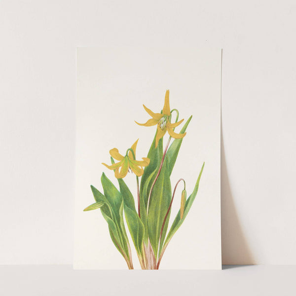 Glacierlily. (Erythronium grandiflorum) (1925) by Mary Vaux Walcott