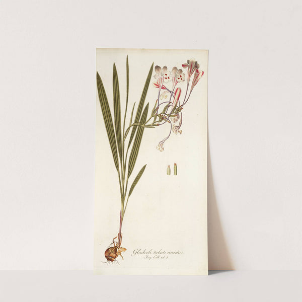 Gladioli tubati varietas by Nikolaus Joseph Freiherr von Jacquin