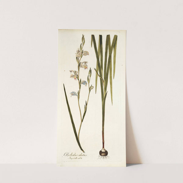 Gladiolus alatus by Nikolaus Joseph Freiherr von Jacquin
