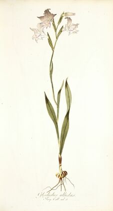 Gladiolus albidus