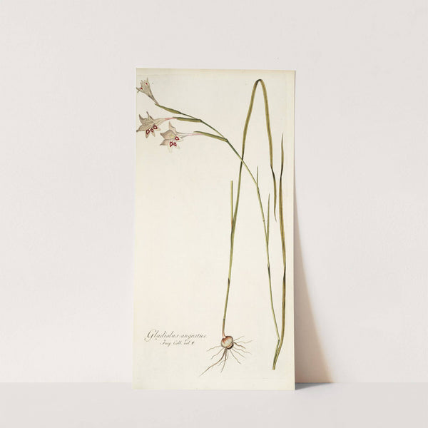 Gladiolus angustus by Nikolaus Joseph Freiherr von Jacquin