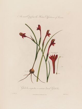 Gladiolus angustus, or narrow-leaved Gladiolus (1799–1810)