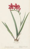 Gladiolus cardinalis (1802-1816)
