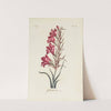 Gladiolus by Carington Bowles