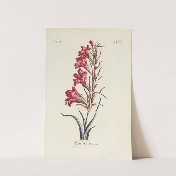 Gladiolus by Carington Bowles