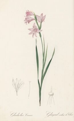 Gladiolus carneus (1802-1816)
