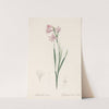 Gladiolus carneus (1802-1816) by Pierre Joseph Redouté