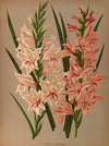 Gladiolus Floribundus (1872-1881)
