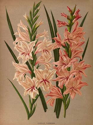 Gladiolus Floribundus (1872-1881)