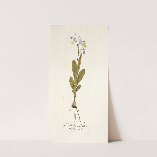 Gladiolus galeatus by Nikolaus Joseph Freiherr von Jacquin