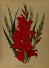 Gladiolus Gandavensis. Var. Brench Leyensis (1872-1881)