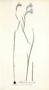 Gladiolus gracilis