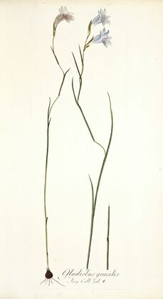 Gladiolus gracilis
