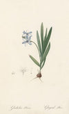 Gladiolus plicatus (1802-1816)