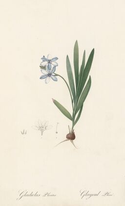 Gladiolus plicatus (1802-1816)