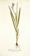 Gladiolus plicatus angustifolius