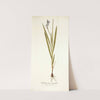 Gladiolus plicatus angustifolius by Nikolaus Joseph Freiherr von Jacquin