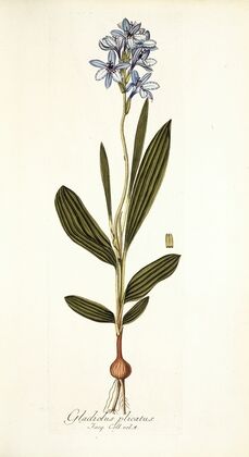 Gladiolus plicatus