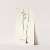 Gladiolus punctatus (1781-1793) by Nikolaus Joseph Freiherr von Jacquin