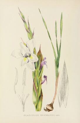 Gladiolus Rehmanni