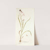 Gladiolus roseus (1781-1793) by Nikolaus Joseph Freiherr von Jacquin
