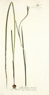 Gladiolus tristis