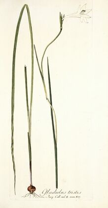 Gladiolus tristis