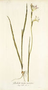 Gladiolus tristis varietas