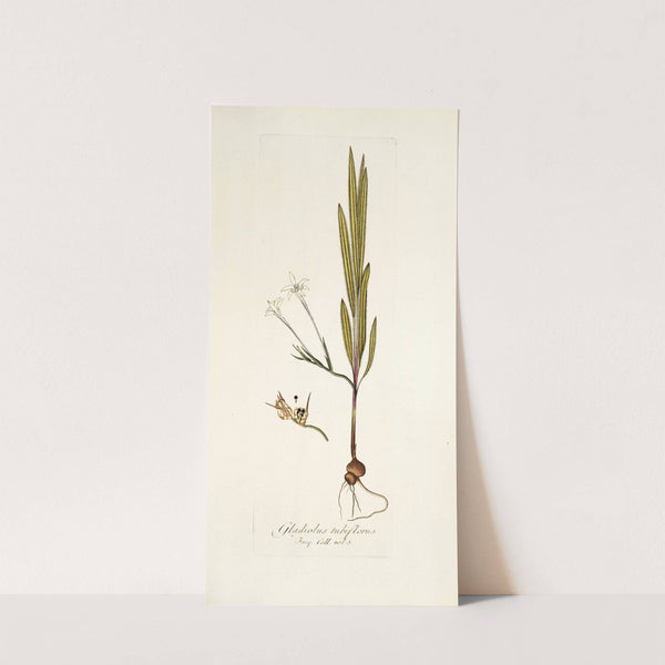 Gladiolus tubiflorus by Nikolaus Joseph Freiherr von Jacquin