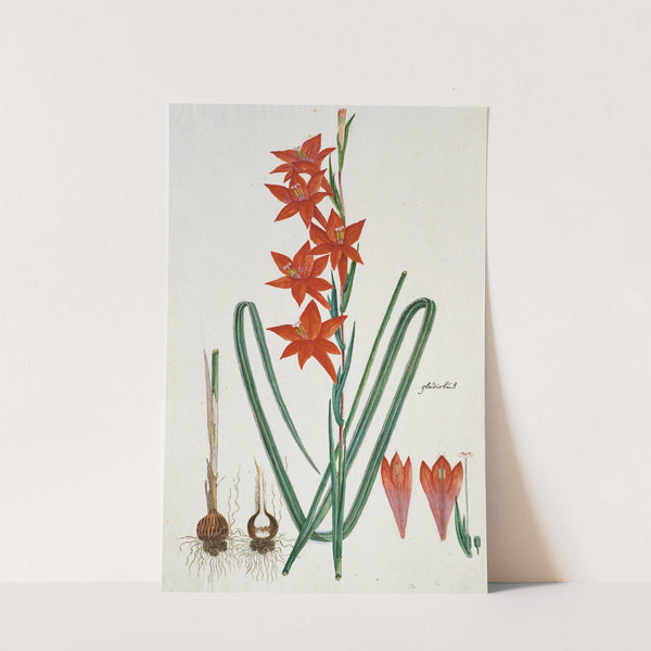 Gladiolus watsonius Thunb. (Watsonia hysterantha) by Robert Jacob Gordon