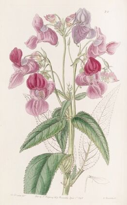 Glandular Balsam