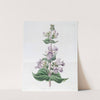 Glandular Pentstemon by Sydenham Edwards