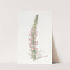 Glandular Snapdragon by Sydenham Edwards