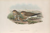 Glareola pratincola. Common Pratincole. (1862-1873)