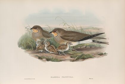Glareola pratincola. Common Pratincole. (1862-1873)