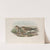 Glareola pratincola. Common Pratincole. (1862-1873) by John Gould