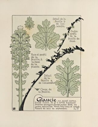 Glaucie
