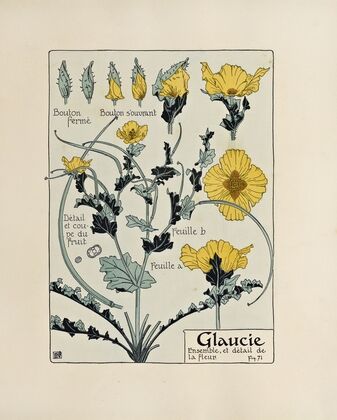 Glaucie.