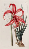 Glaucous Jacobean Lily