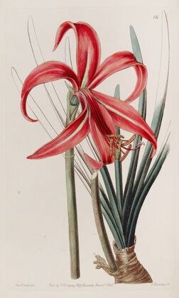 Glaucous Jacobean Lily