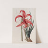 Glaucous Jacobean Lily by Sydenham Edwards