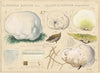 Globaria bovista Quél., Calvatia maxima (Schaeff.) morgan (1915-1945)