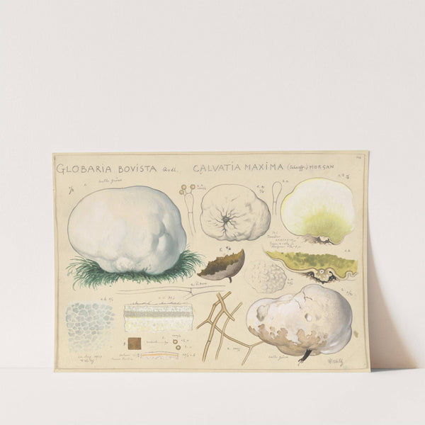 Globaria bovista Quél., Calvatia maxima (Schaeff.) morgan (1915-1945) by Hans Walty