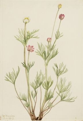 Mitella nuda (ca. 1900-1920)