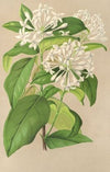 Gloneria jasminiflora
