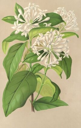 Gloneria jasminiflora