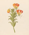 Gloriosa [Gloriosa superba]