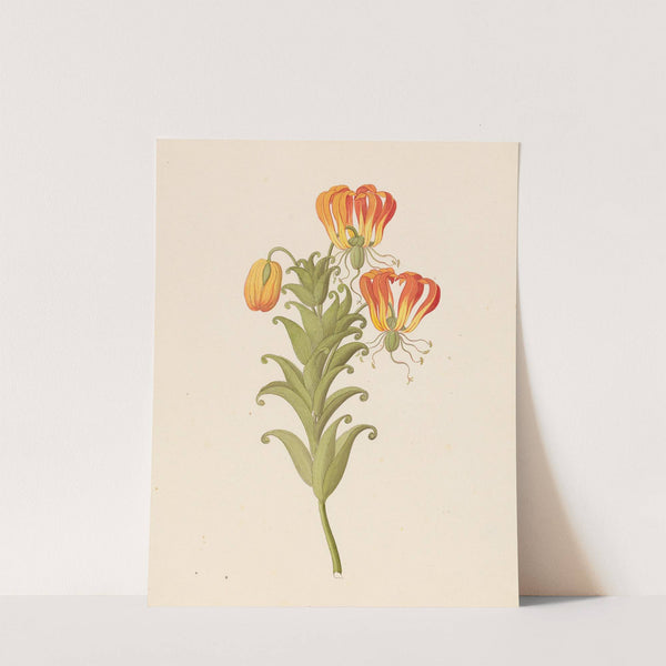 Gloriosa [Gloriosa superba] by Clemenz Heinrich Wehdemann