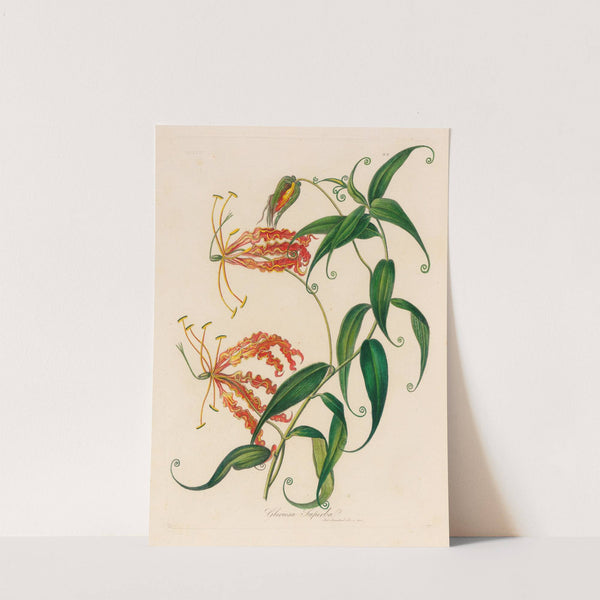 Gloriosa Superba (1818-1824) by Gaetano Savi